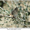 satyrium hyrcanicum altyagach female4